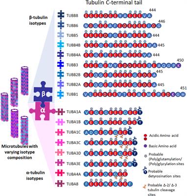 Tubulin Isotypes: Emerging Roles in Defining Cancer Stem Cell Niche